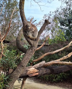 A Koala sleeps for about 20-22 hrs a day!